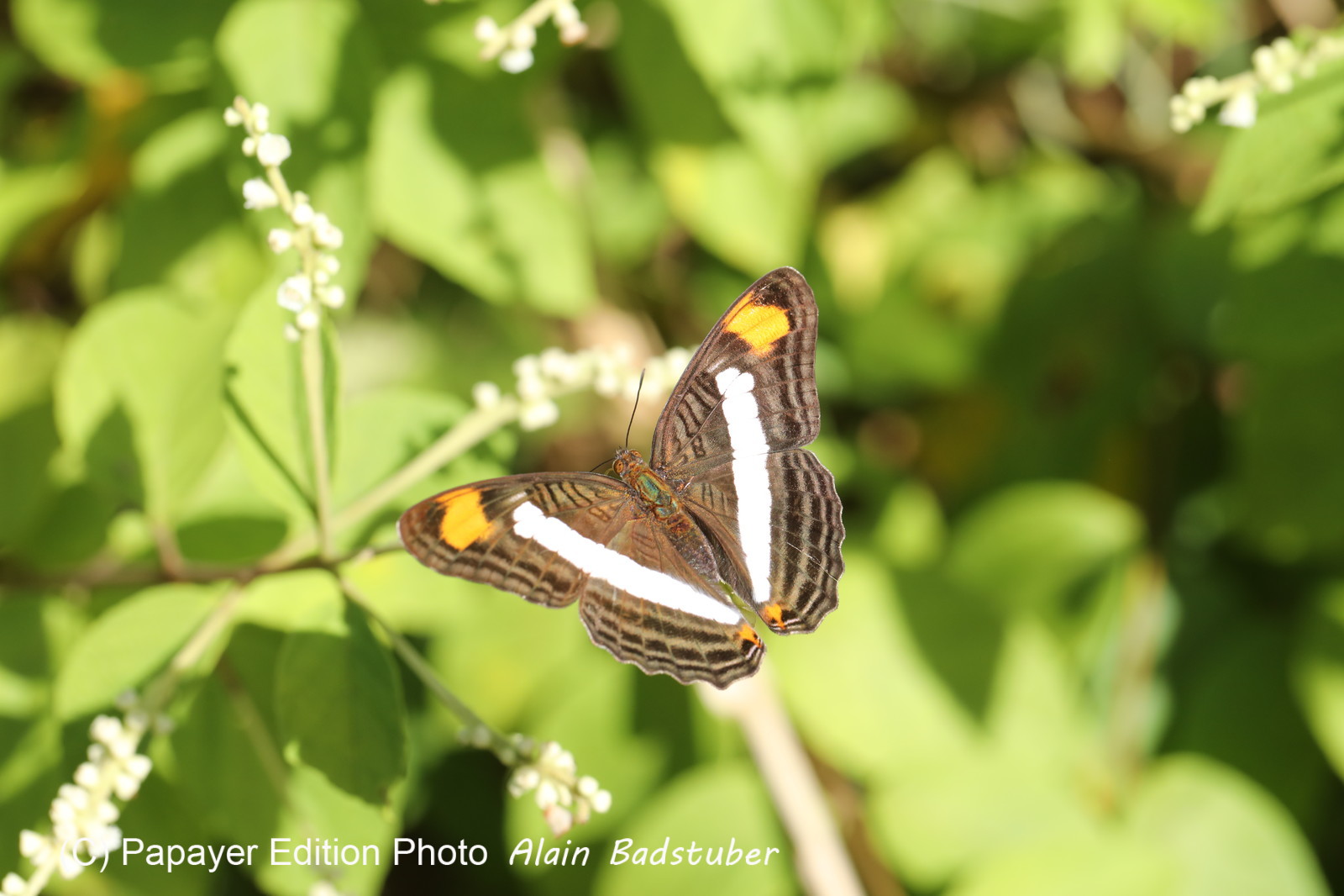 Hickatee Cottages, 4 jours de photo