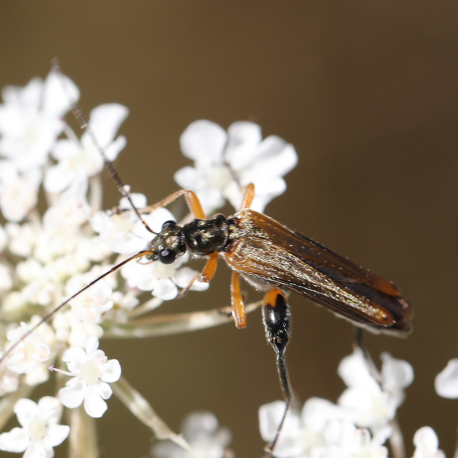 oedemeridae_2.jpg
