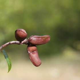 Premier séjour à Crooked Tree , au Bélize en octobre 2021