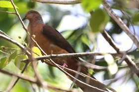Oiseaux à Cape Tribulation