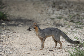 Deuxième séjour à Sarteneja, Bélize, Novembre - Décembre 2021