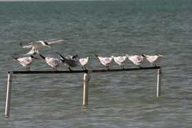 Images_Belize_2011_373