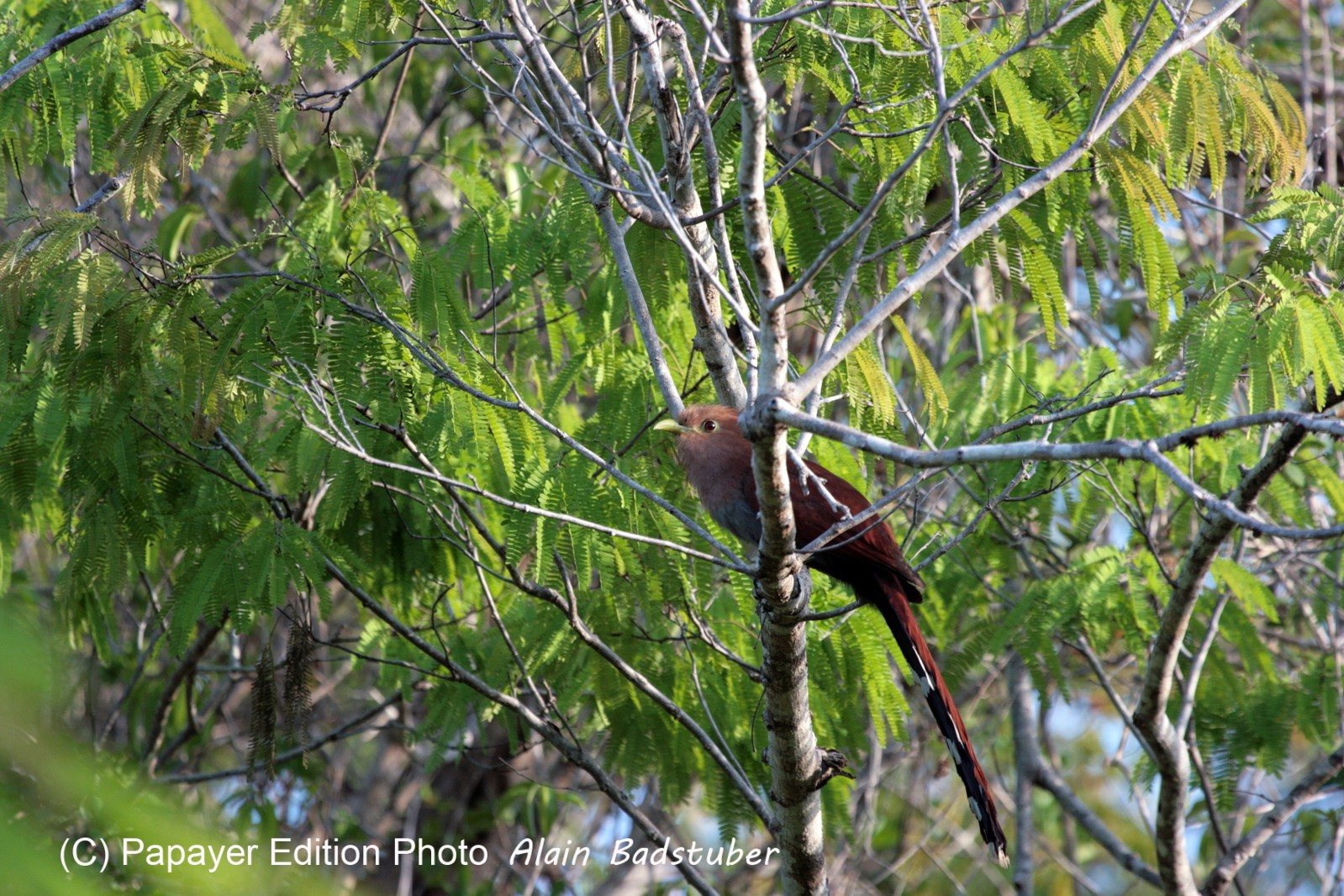 Images_Belize_2011_366