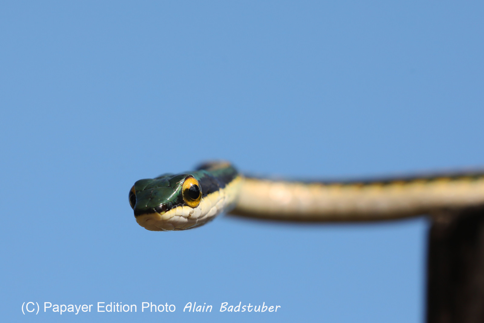 Serpents du Belize, Parrot snake, Leptophis mexicanus