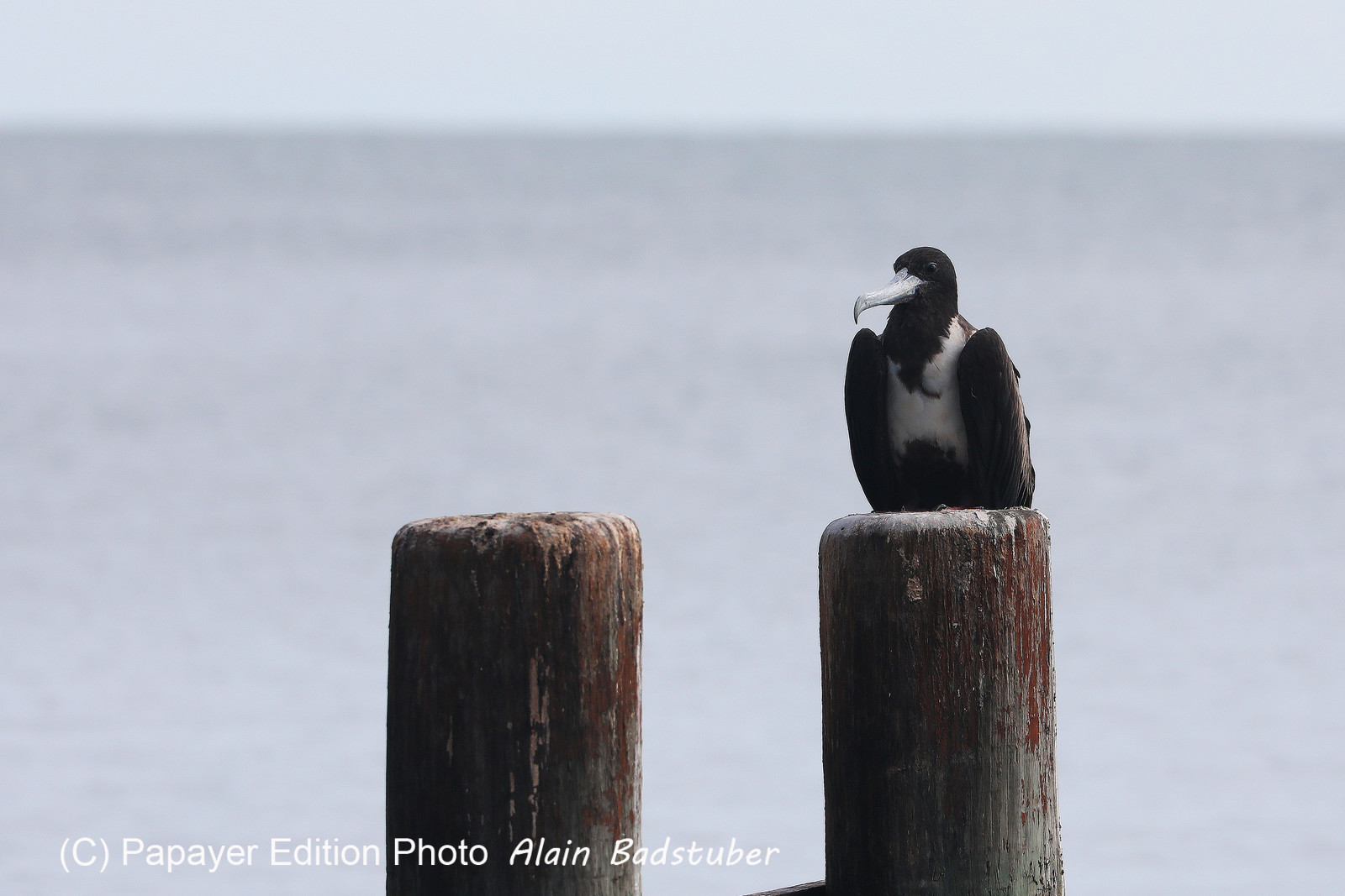 Hopkins, Octobre-Novembre 2021