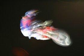 FMX_Night-Session_24