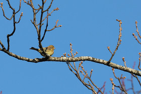 Faune et Flore de Suisse, 2022