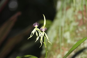 Quatre jours de terrain à Punta Gorda