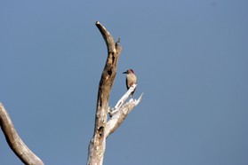 Images_Belize_2011_342