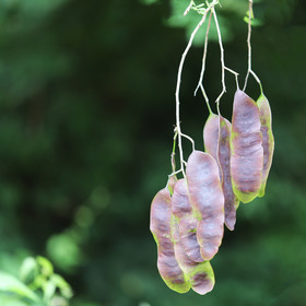 Deuxième séjour à Sarteneja, Bélize, Novembre - Décembre 2021