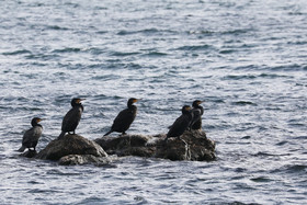 Faune et Flore de Suisse, 2022, Vaumarcus, Groupe de Grands Cormoran au repos