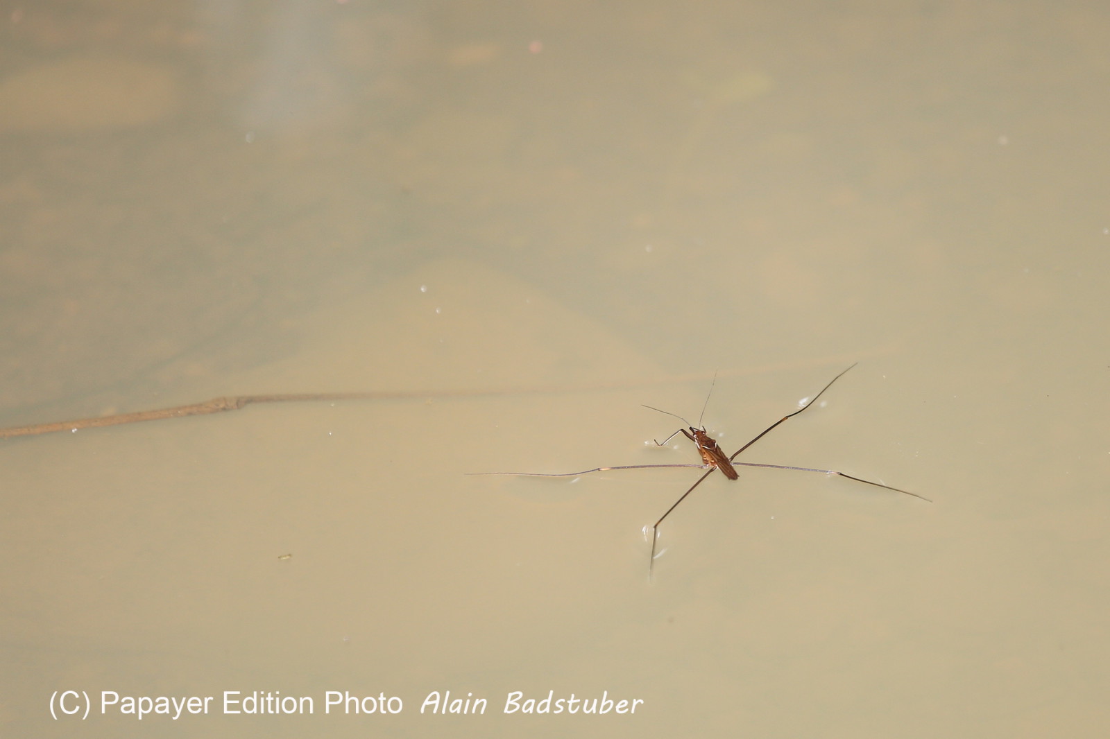 L'Australie à Cow Bay et Cape Tribulation en 2017