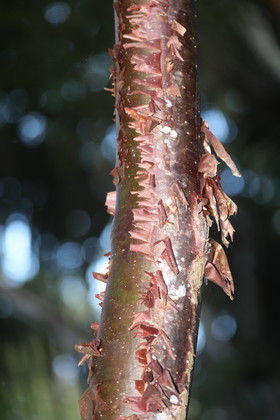 Quatre jours de terrain à Punta Gorda