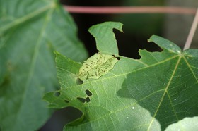 Fourmis à Cape Tribulation