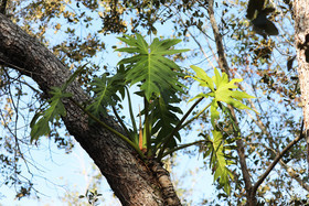 Premier séjour à Crooked Tree , au Bélize en octobre 2021