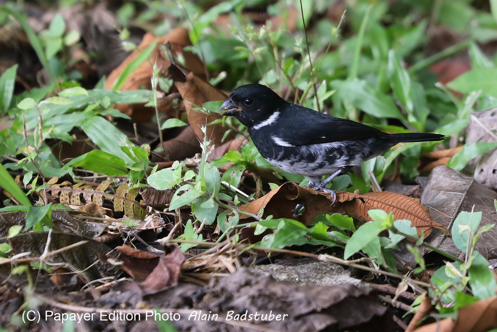 Parque Natural Metropolitano