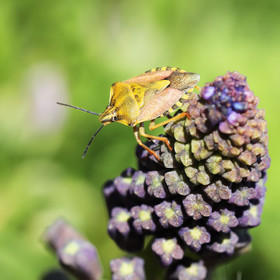Punaise, détermination en cours