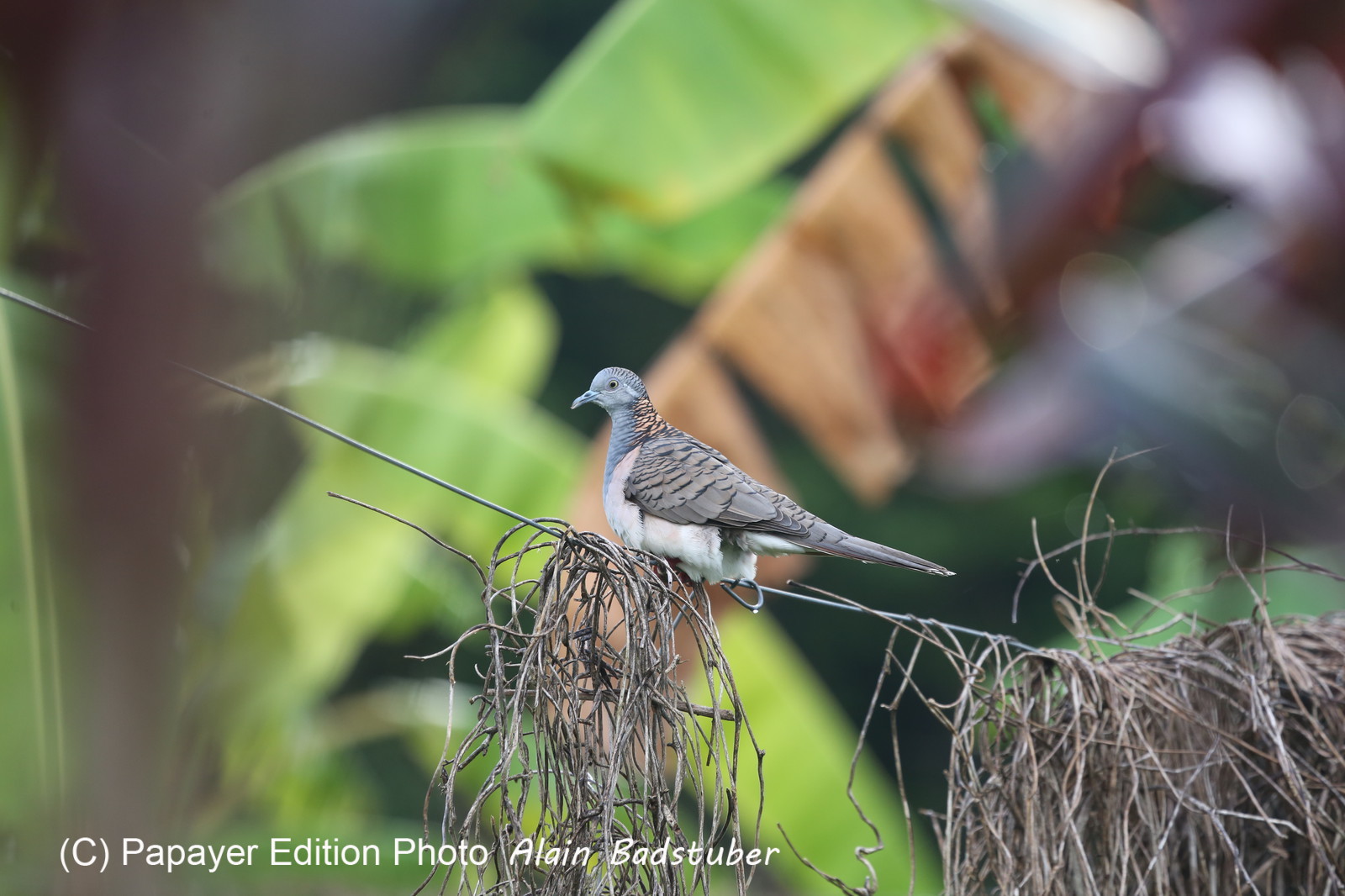 L'Australie à Cow Bay et Cape Tribulation en 2017