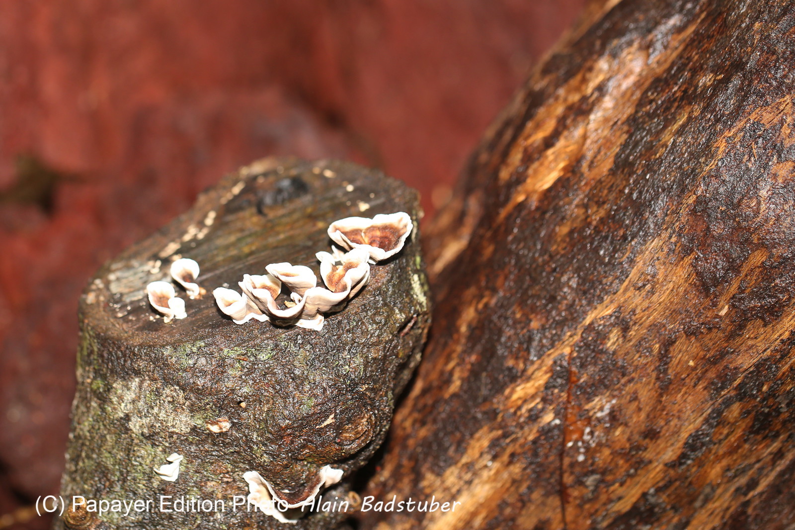 L'Australie à Cow Bay et Cape Tribulation en 2017