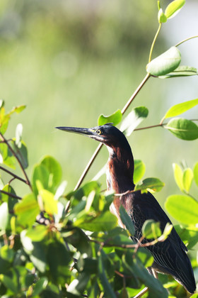 Hopkins, Octobre-Novembre 2021