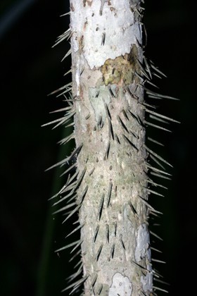 Images_Belize_2011_287
