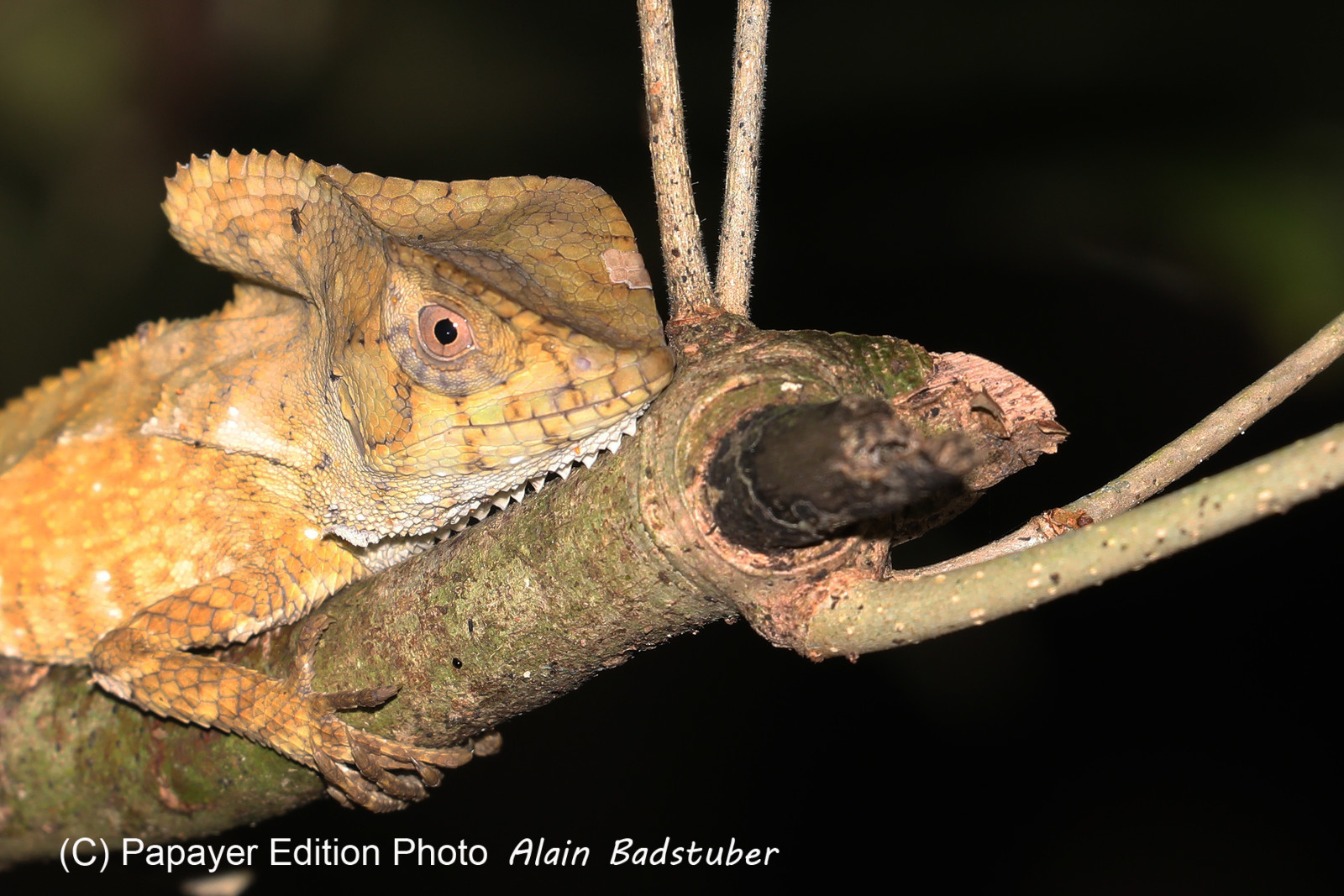 Quatre jours de terrain à Punta Gorda