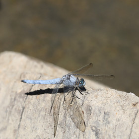 orthetrum-brunneum_1.jpg