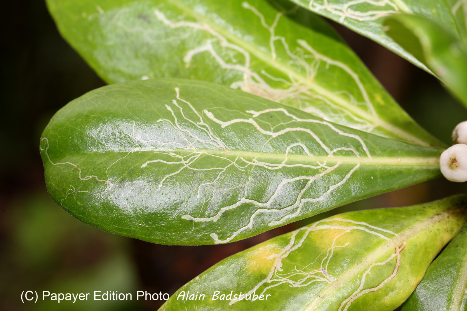 L'Australie à Cow Bay et Cape Tribulation en 2017