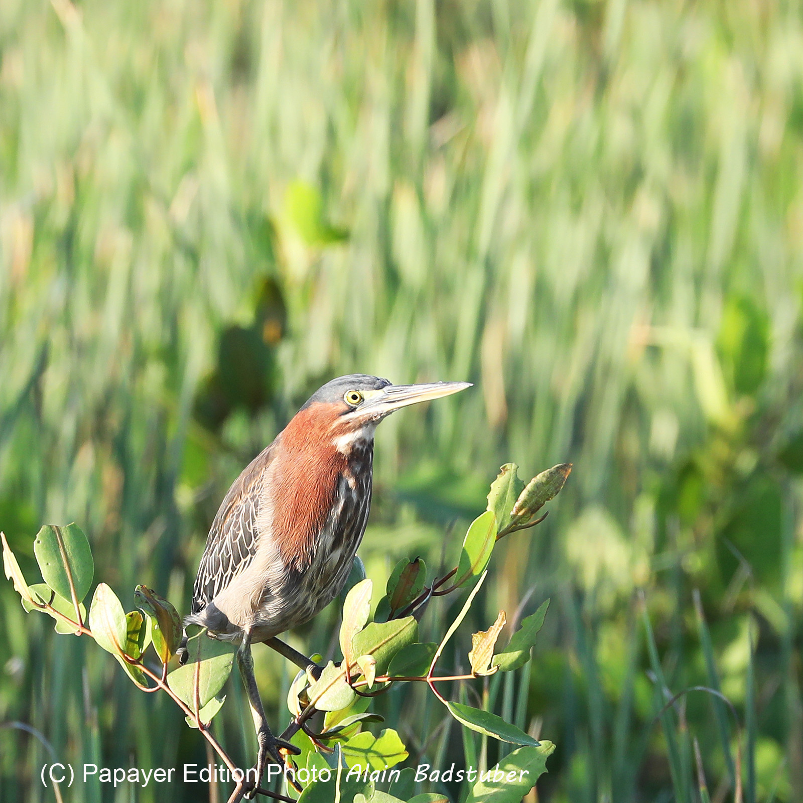 Hopkins, Octobre-Novembre 2021