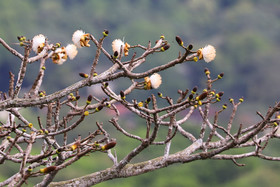 Parque Natural Metropolitano