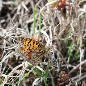 Petit nacré (Issoria lathonis)