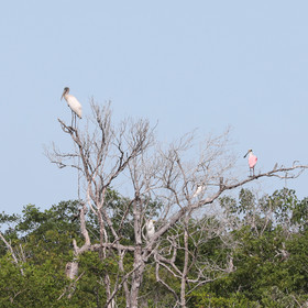 Deuxième séjour à Sarteneja, Bélize, Novembre - Décembre 2021