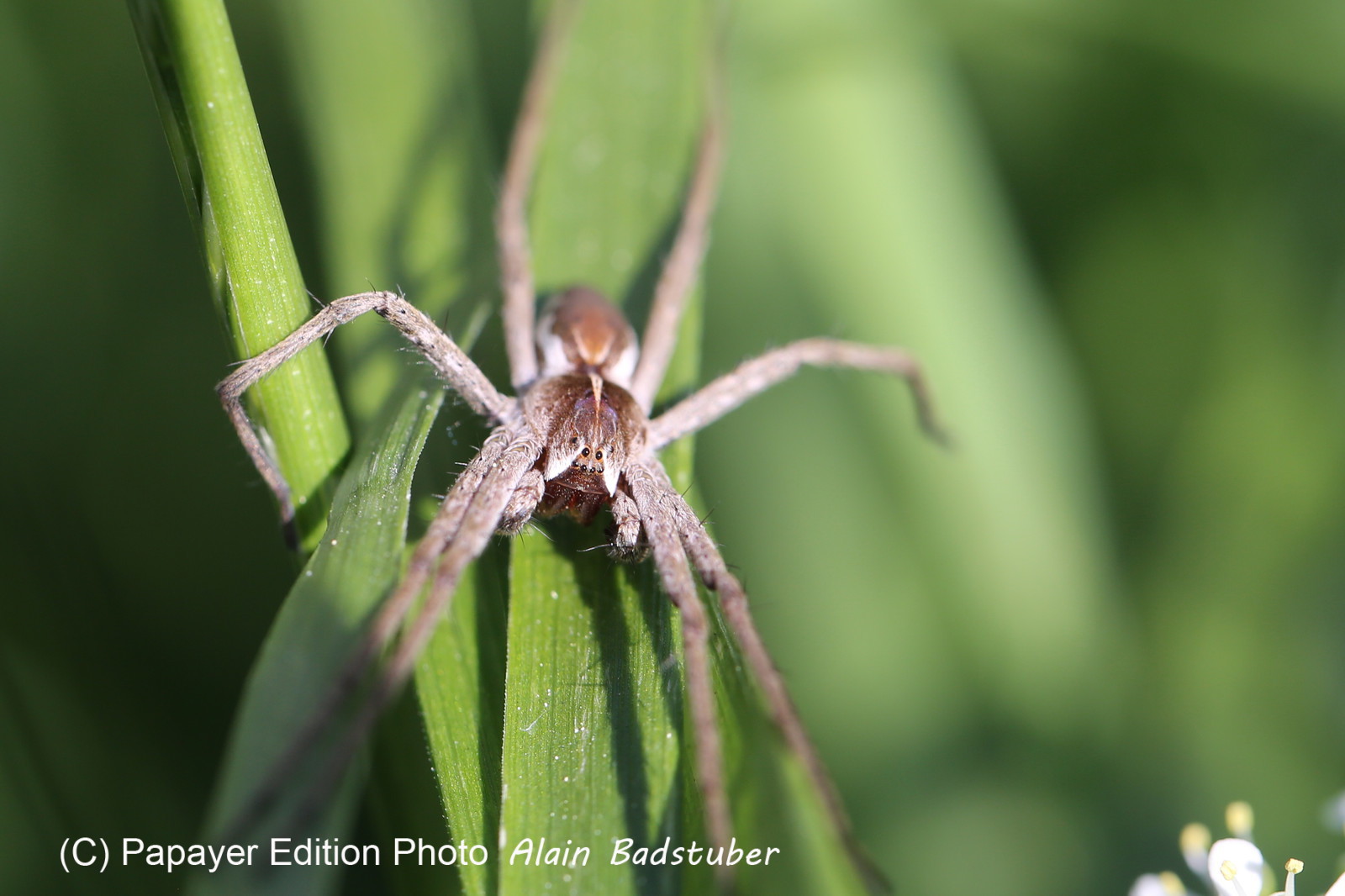 Ballade aux Follatères en mai 2018