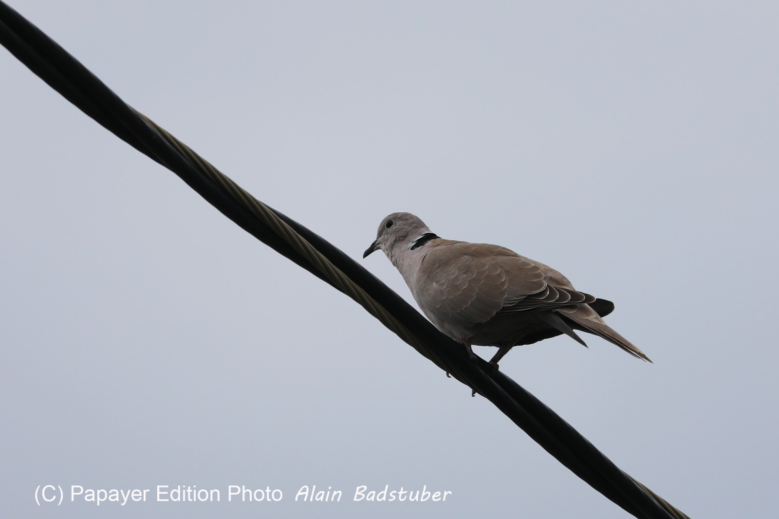 Hopkins, Octobre-Novembre 2021