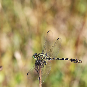 onychogomphus-forcipatus_1.jpg