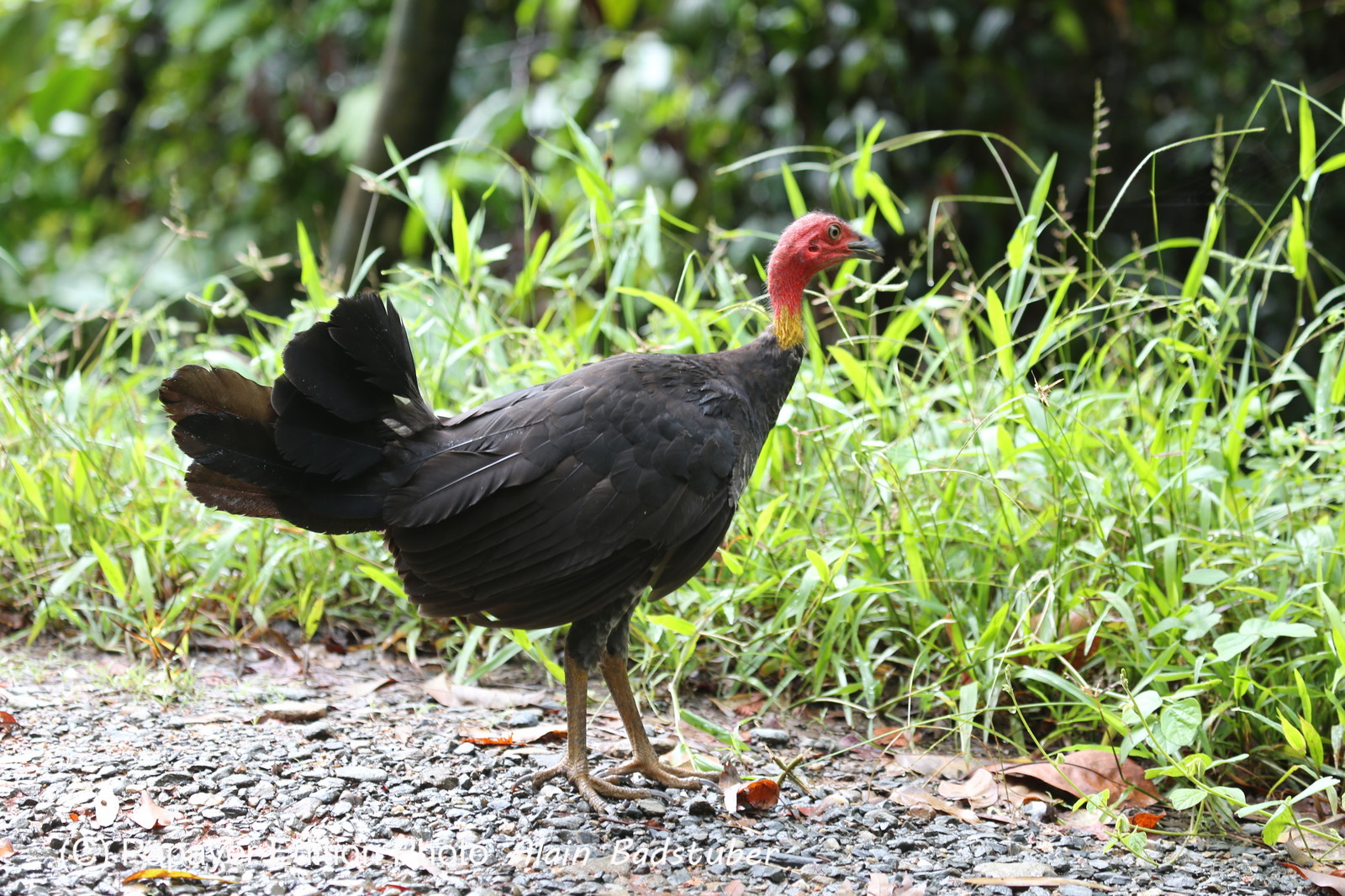 L'Australie à Cow Bay et Cape Tribulation en 2017
