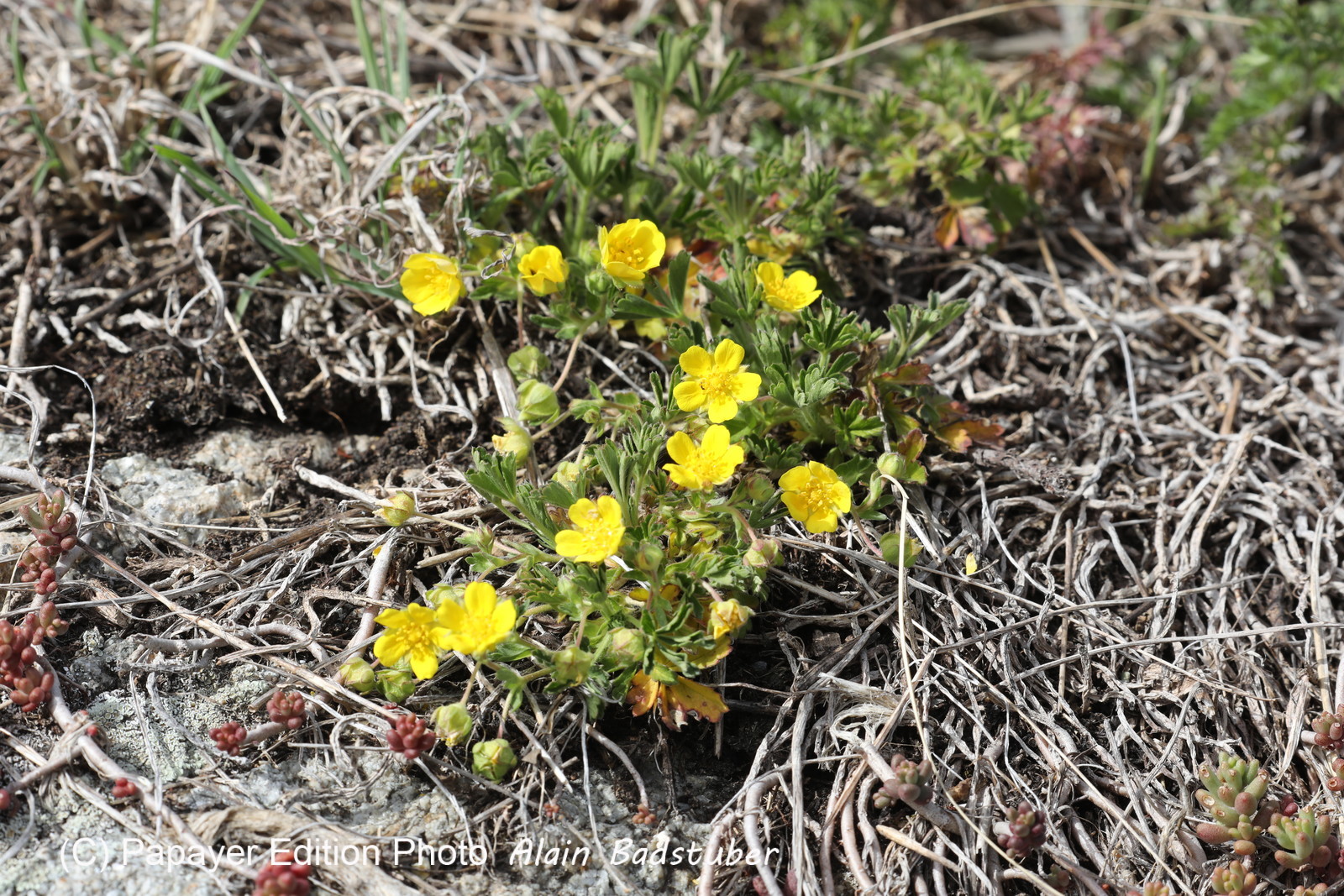 Potentille printanière (Potentilla verna)