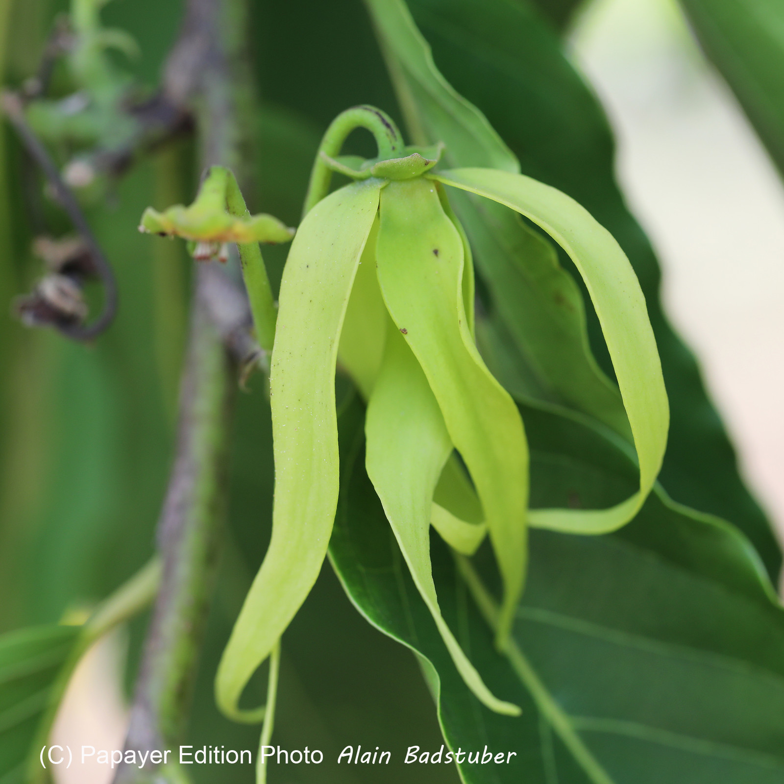 Végétaux et Champignons