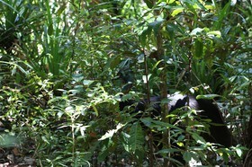 Oiseaux à Cape Tribulation
