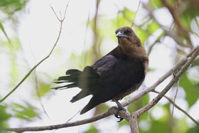 Punta Culebra Nature Center