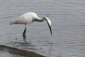 Hopkins, Octobre-Novembre 2021