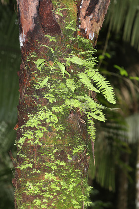 Quatre jours de terrain à Punta Gorda