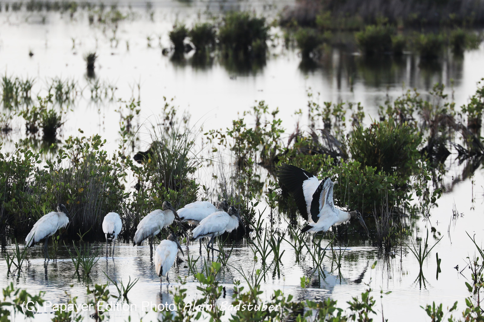 Hopkins, Octobre-Novembre 2021