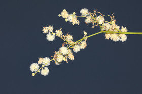 Deuxième séjour à Sarteneja, Bélize, Novembre - Décembre 2021