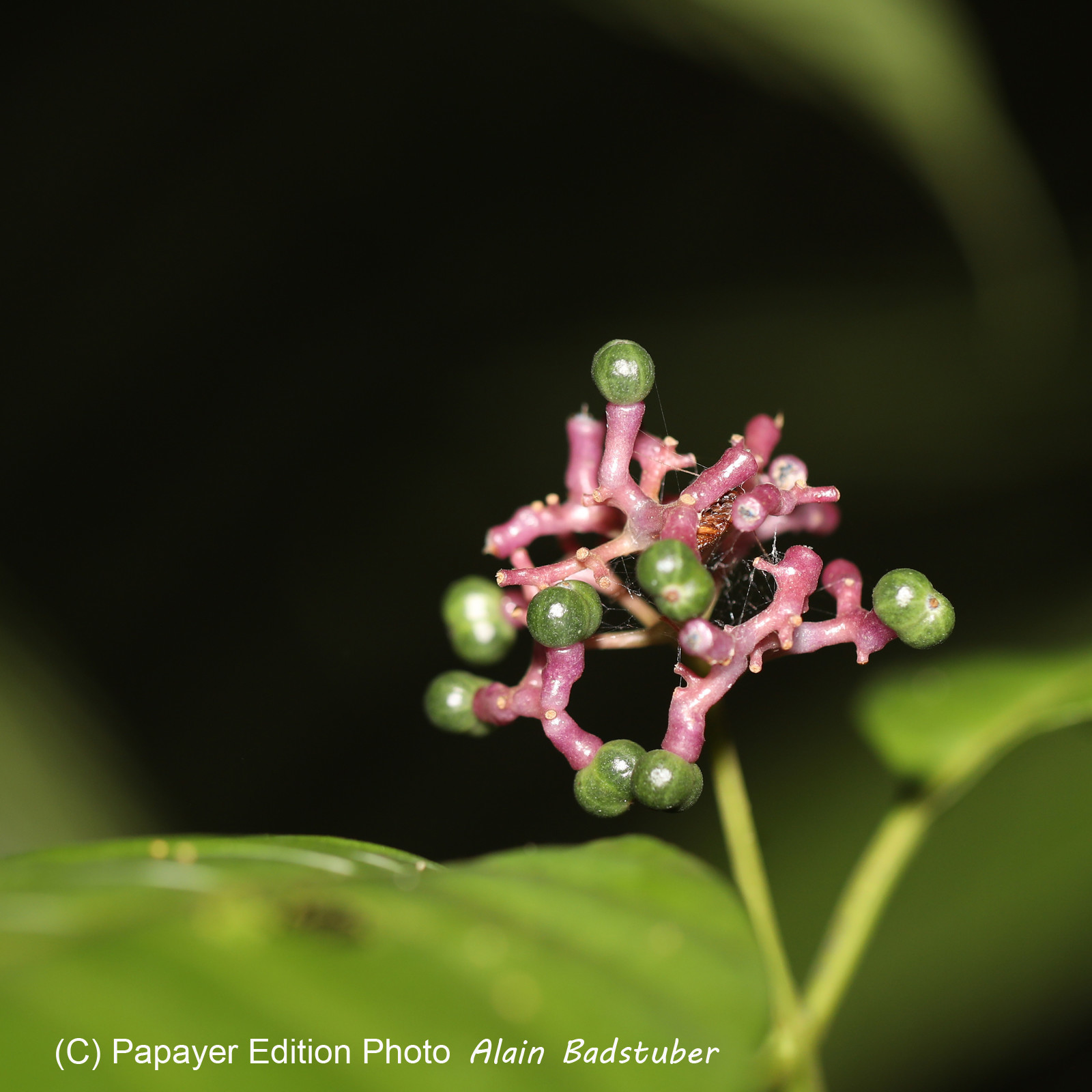 Quatre jours de terrain à Punta Gorda