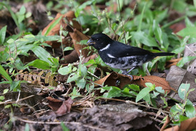 Parque Natural Metropolitano
