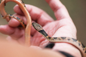 Serpents du Belize, Cat eyed snake, Leptodeira frenata