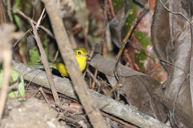 Quatre jours de terrain à Punta Gorda
