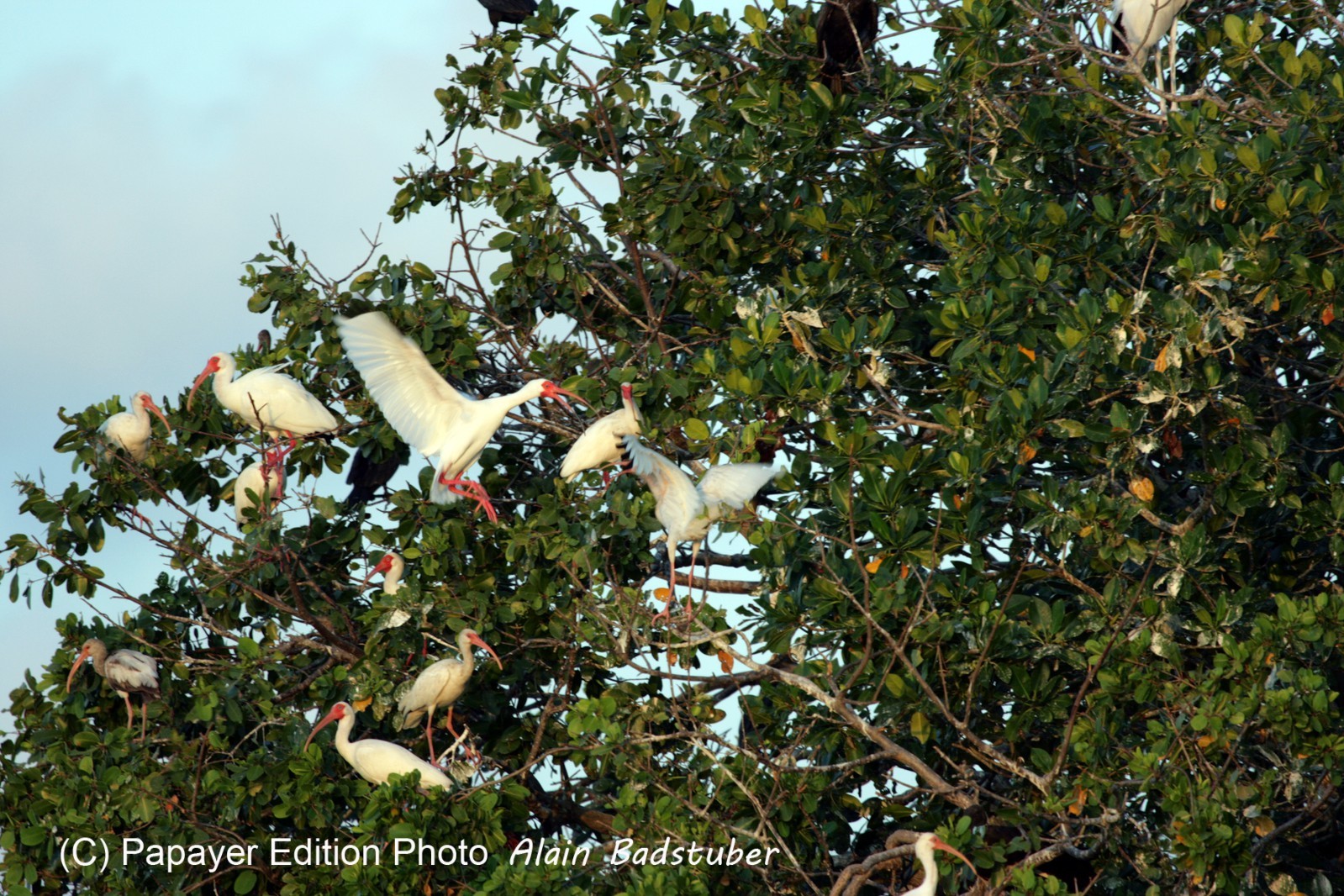 Images_Belize_2011_222
