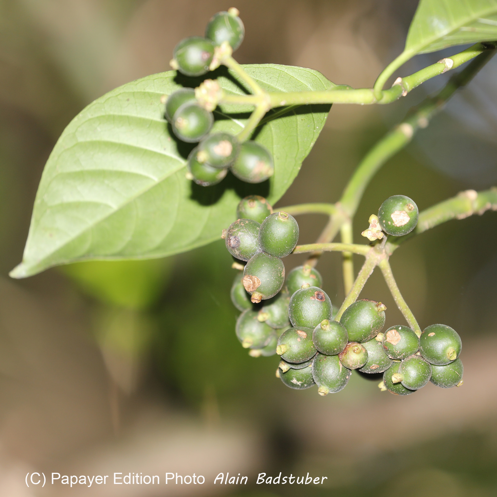 Quatre jours de terrain à Punta Gorda